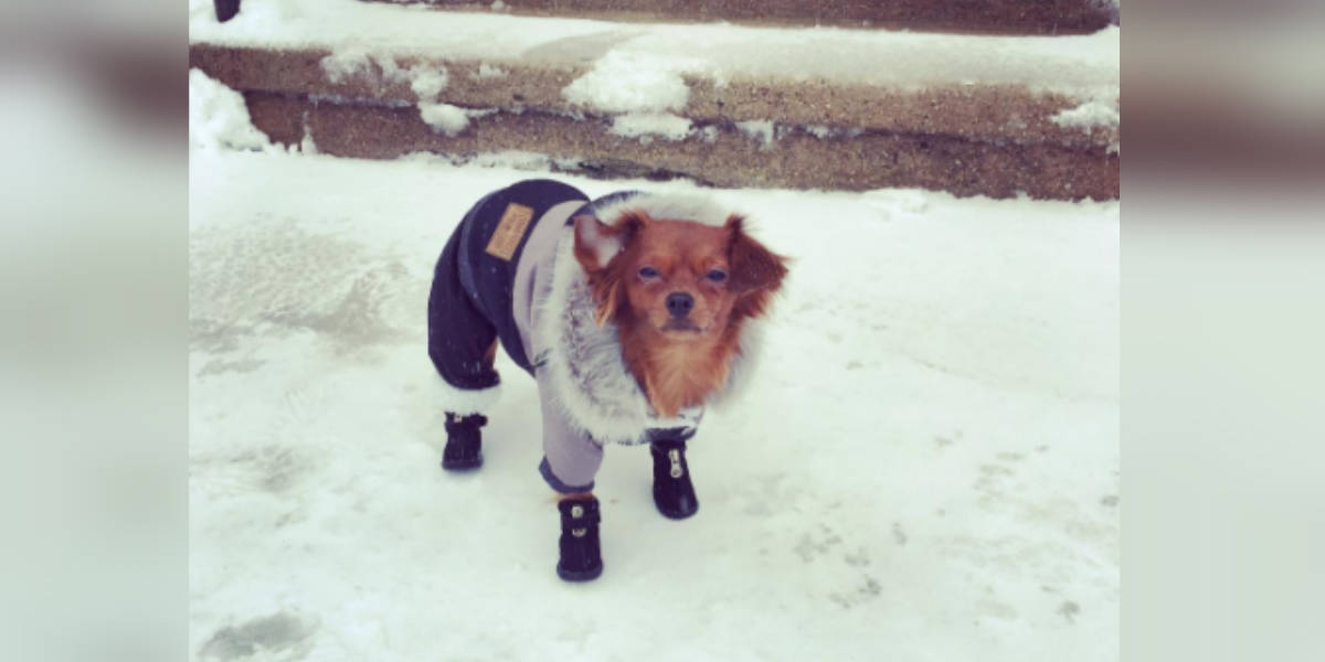 do dogs need coats for winter