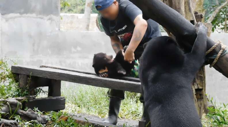 Man roughly wiping down a baby sun bear