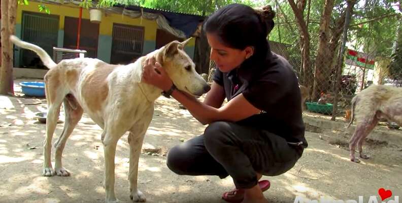 Street Dog With Mange Had Given Up Hope Until Rescuers Arrived - The Dodo