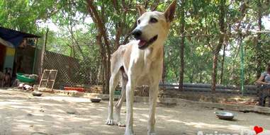 sick senior street dog