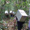 These People Are Carrying Boxes Of Rescued Animals To Return Them To The Wild 