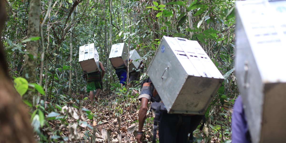 Люди отправляются в поход с обезьянами на спине, чтобы освободить их в тропическом лесу...