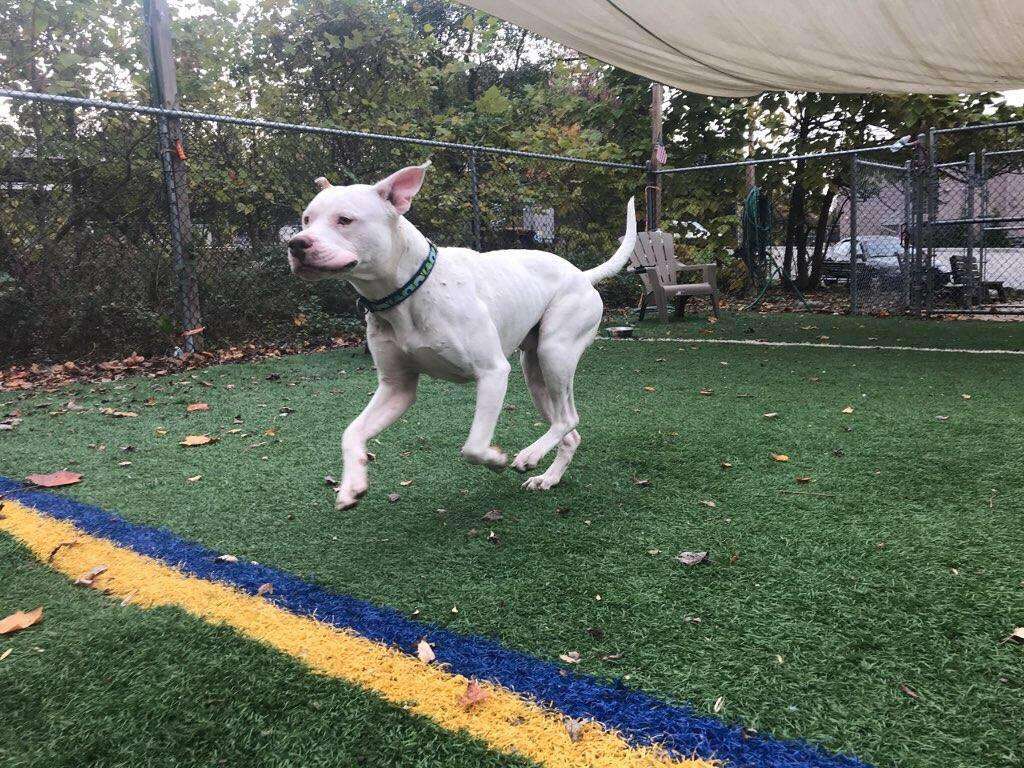 Dog who ran with a pack of coyotes