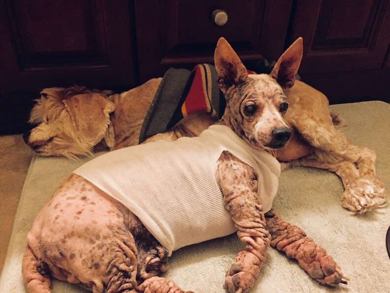 senior dogs rescue