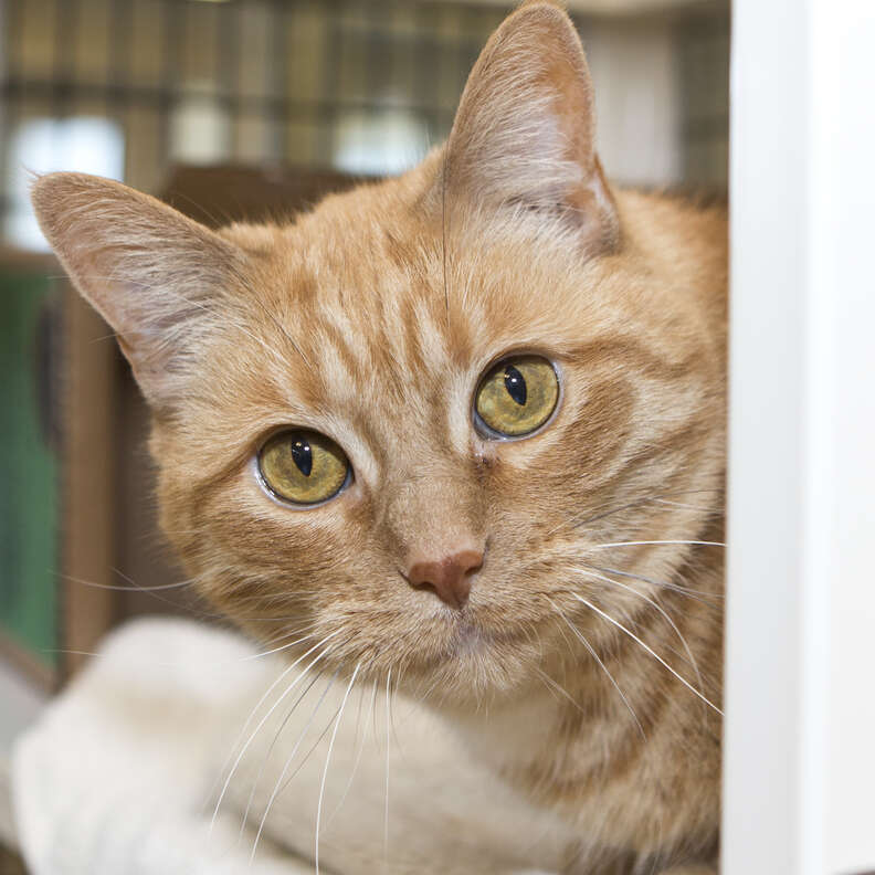 Senior shelter cat waiting for two years for a family