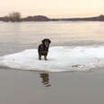 People Save Dog Stranded On Sheet Of Ice