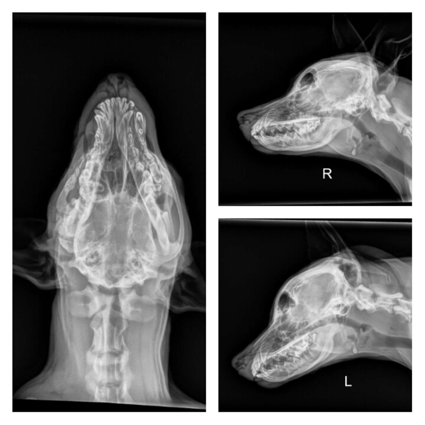 Рентген перелом челюсти собаки