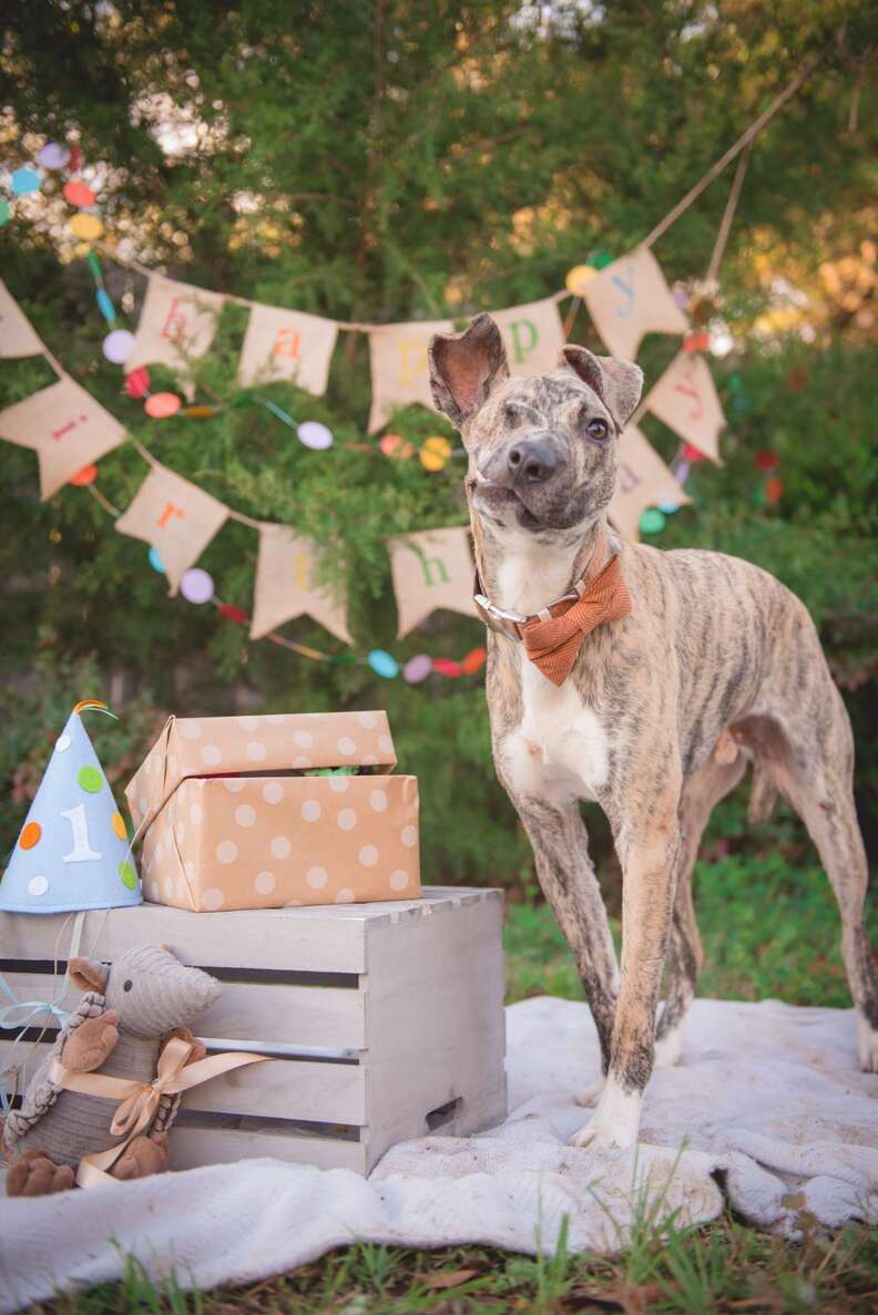 squish dog saved from euthanasia