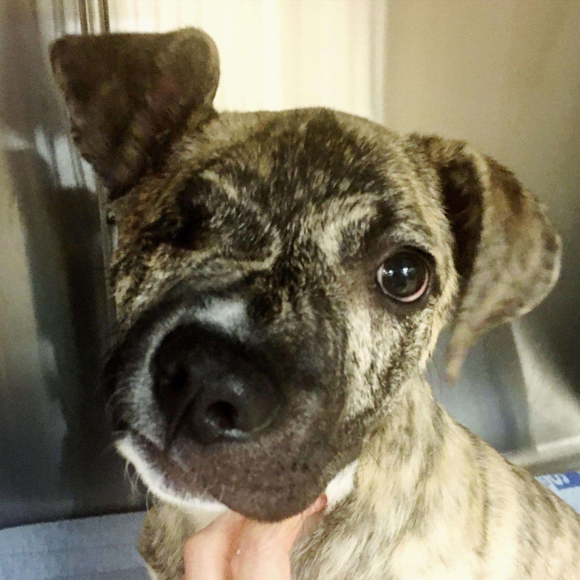 squish dog cuyahoga animal shelter