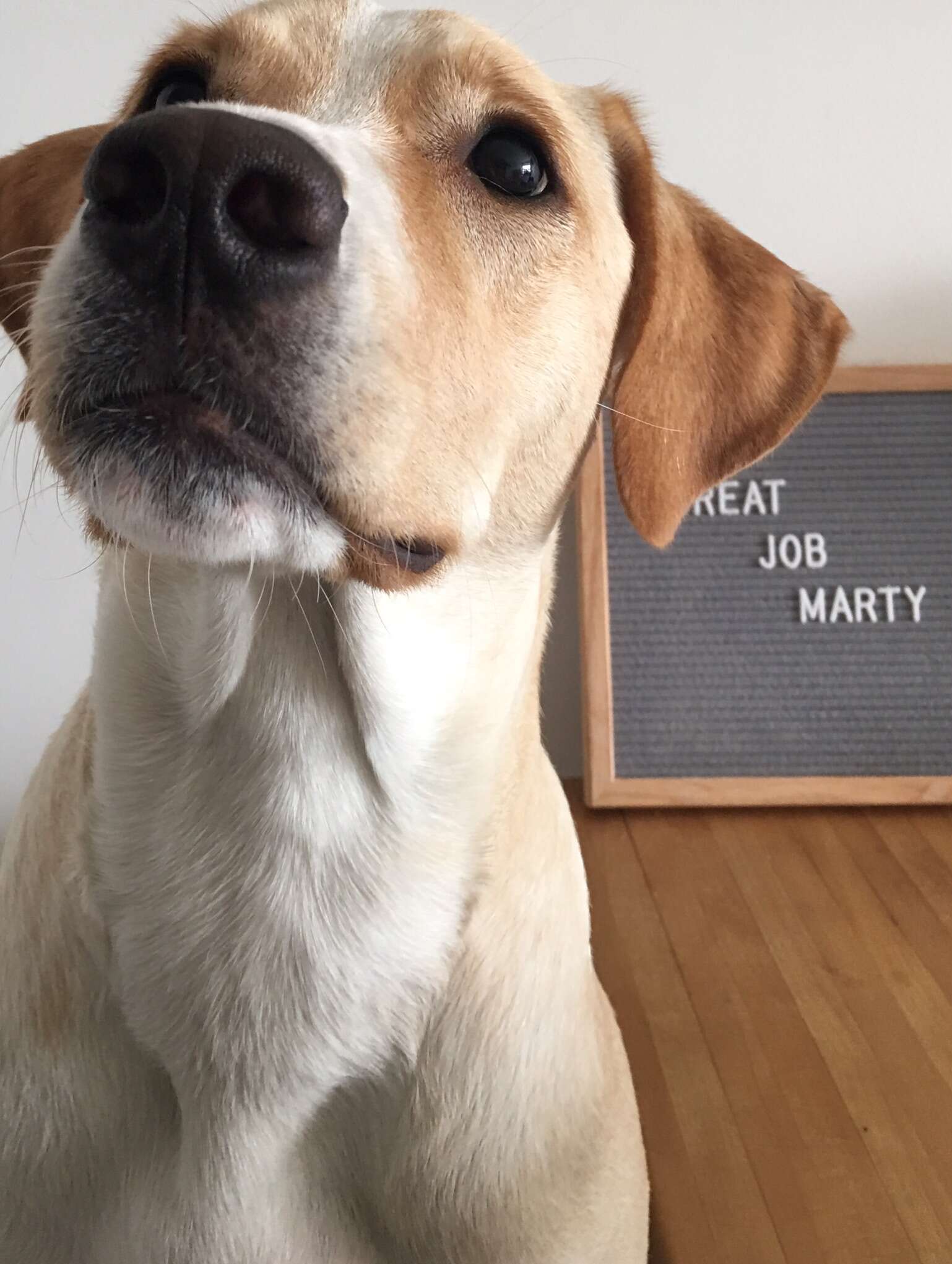 marty dog high fives marathon
