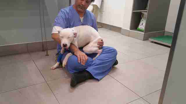 dog with strong found inside of her