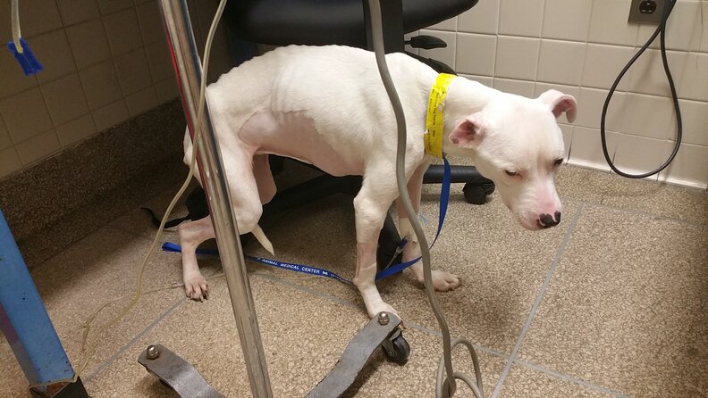 Vets Discover Tons Of String Stuck Inside Sweet Shelter Dog - The Dodo
