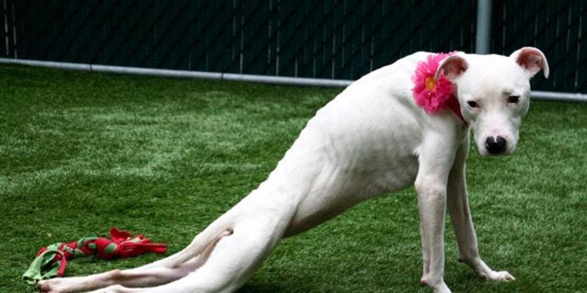 Puppy Using String Vets Discover Tons Of String Stuck Inside Sweet Shelter Dog - The Dodo