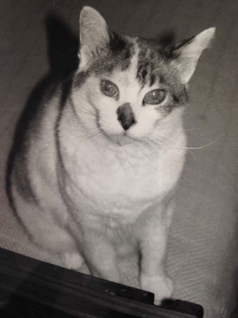 Senior cat adopted when she was 12 years old