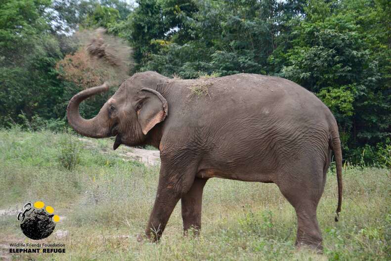 Elephant rescued from giving tourists rides in Thailand