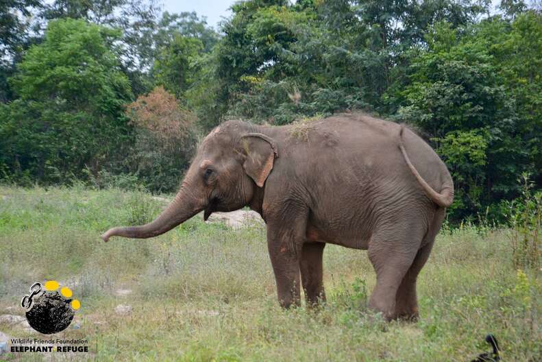 Elephant rescued from giving tourists rides in Thailand