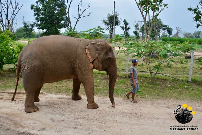 Elephant rescued from giving tourists rides in Thailand