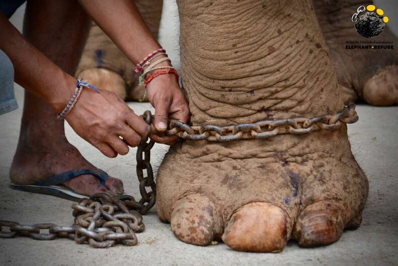 Elephant rescued from giving tourists rides in Thailand