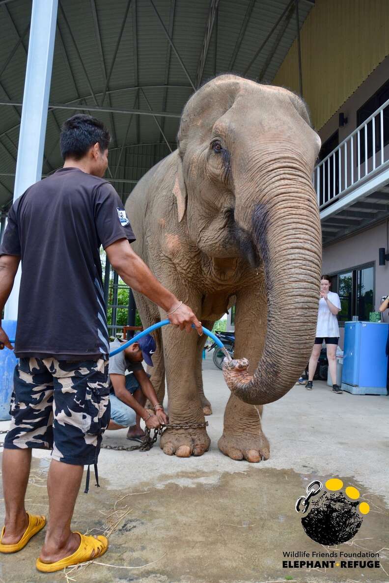 Elephant rescued from giving tourists rides in Thailand