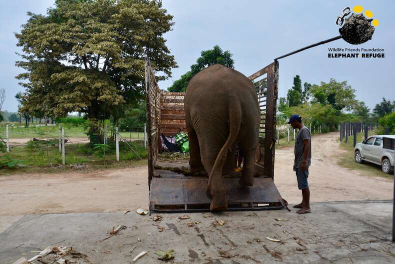 Elephant rescued from giving tourists rides in Thailand