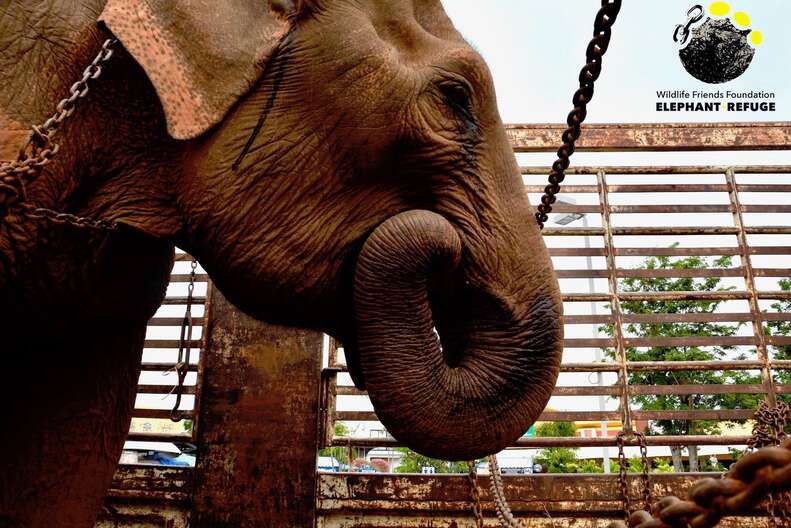 Elephant rescued from giving tourists rides in Thailand
