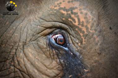 Elephant rescued from giving tourists rides in Thailand