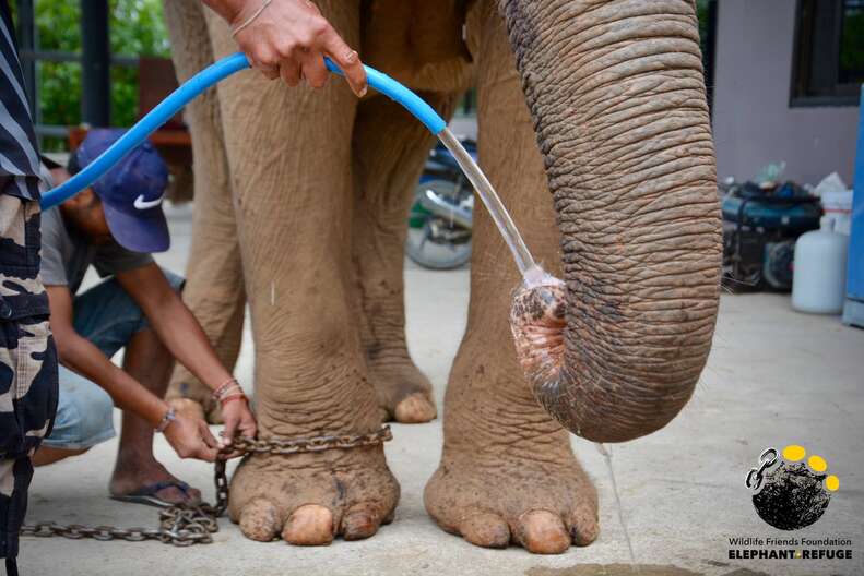 Elephant rescued from giving tourists rides in Thailand