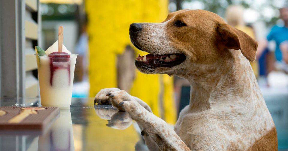 Best DogFriendly Bars in the U.S. Thrillist