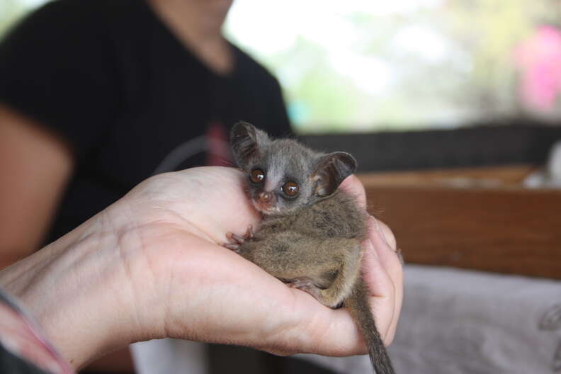 A volunteer holding bushbaby in their hand