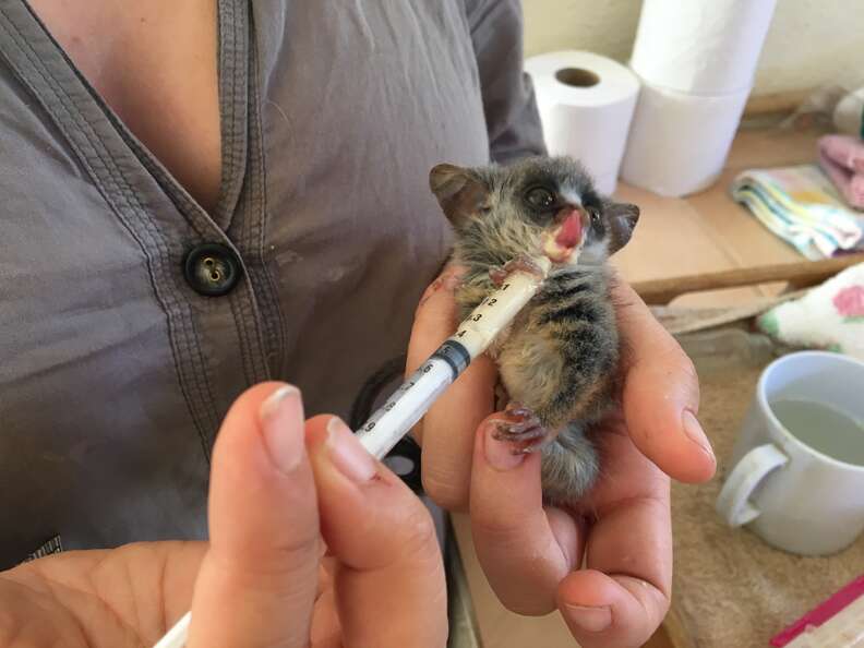 Person feeding bushbaby with syringe