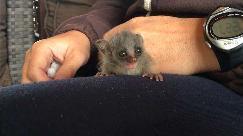 Rescued bushbaby sitting on someone's lap