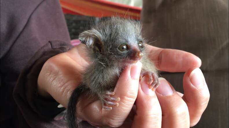Person holding orphaned baby bushbaby in their hand