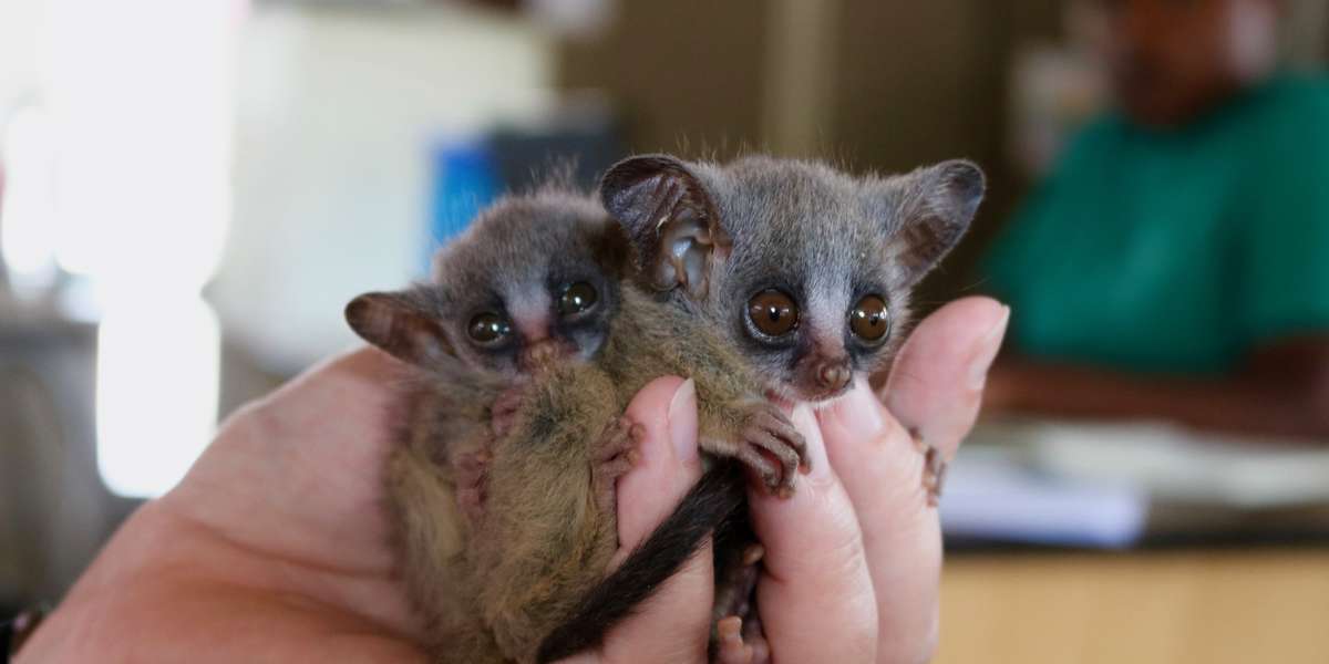 Bushbaby Brothers Won T Stop Snuggling After Losing Their Mom The Dodo