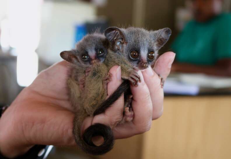 Bushbabies snuggling together