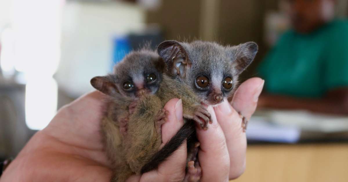 bushbaby-brothers-won-t-stop-snuggling-after-losing-their-mom-the-dodo