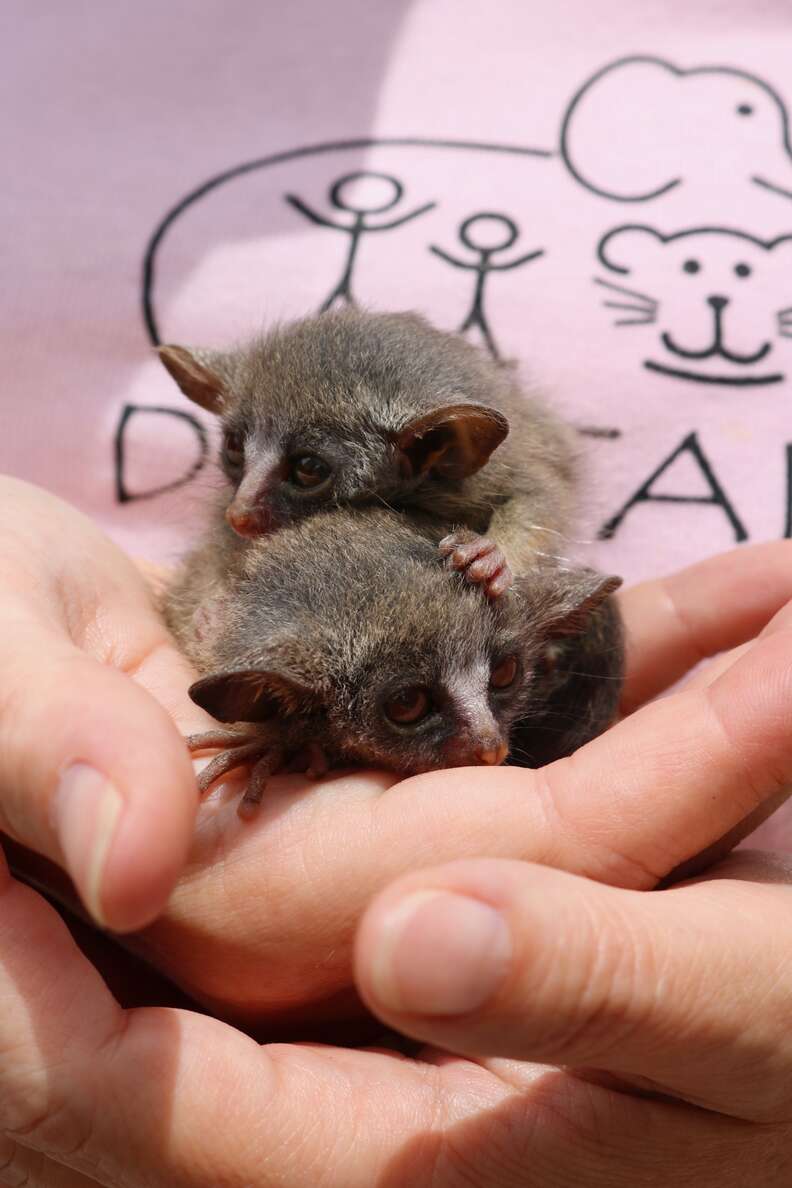 Two bushbabies snuggling together