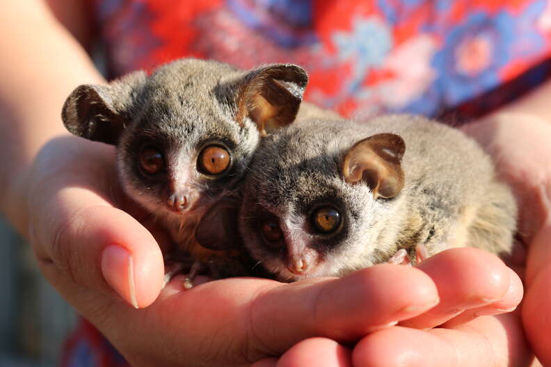 Two bushbaby animals snuggled up together