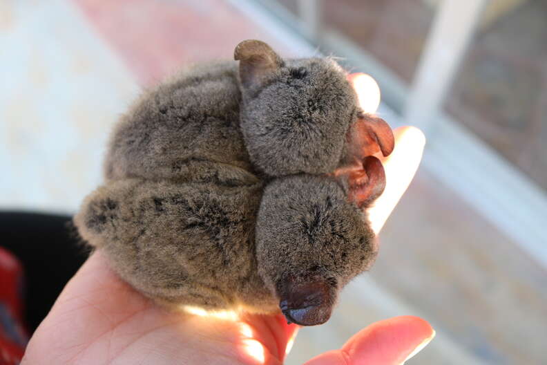Two young bushbabies snuggling against each other