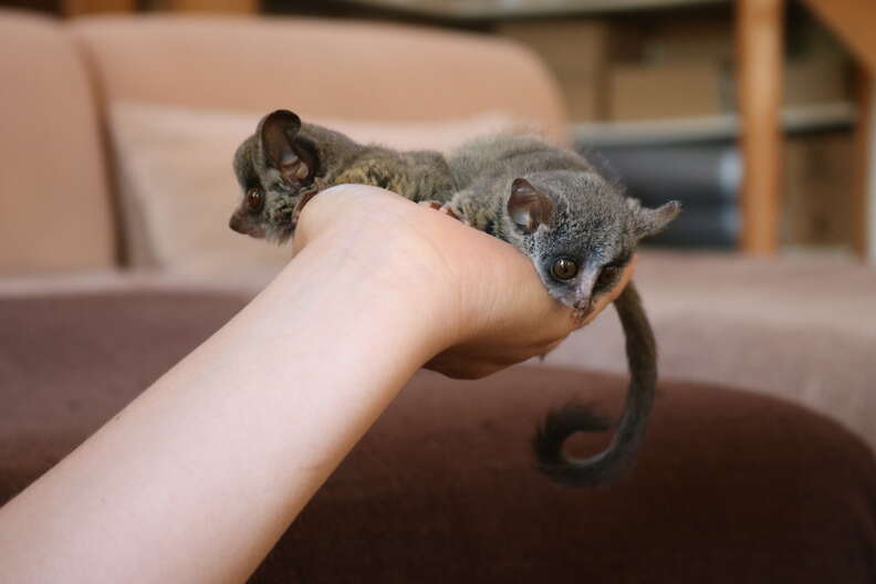 Person holding two baby bushbabies in their hand
