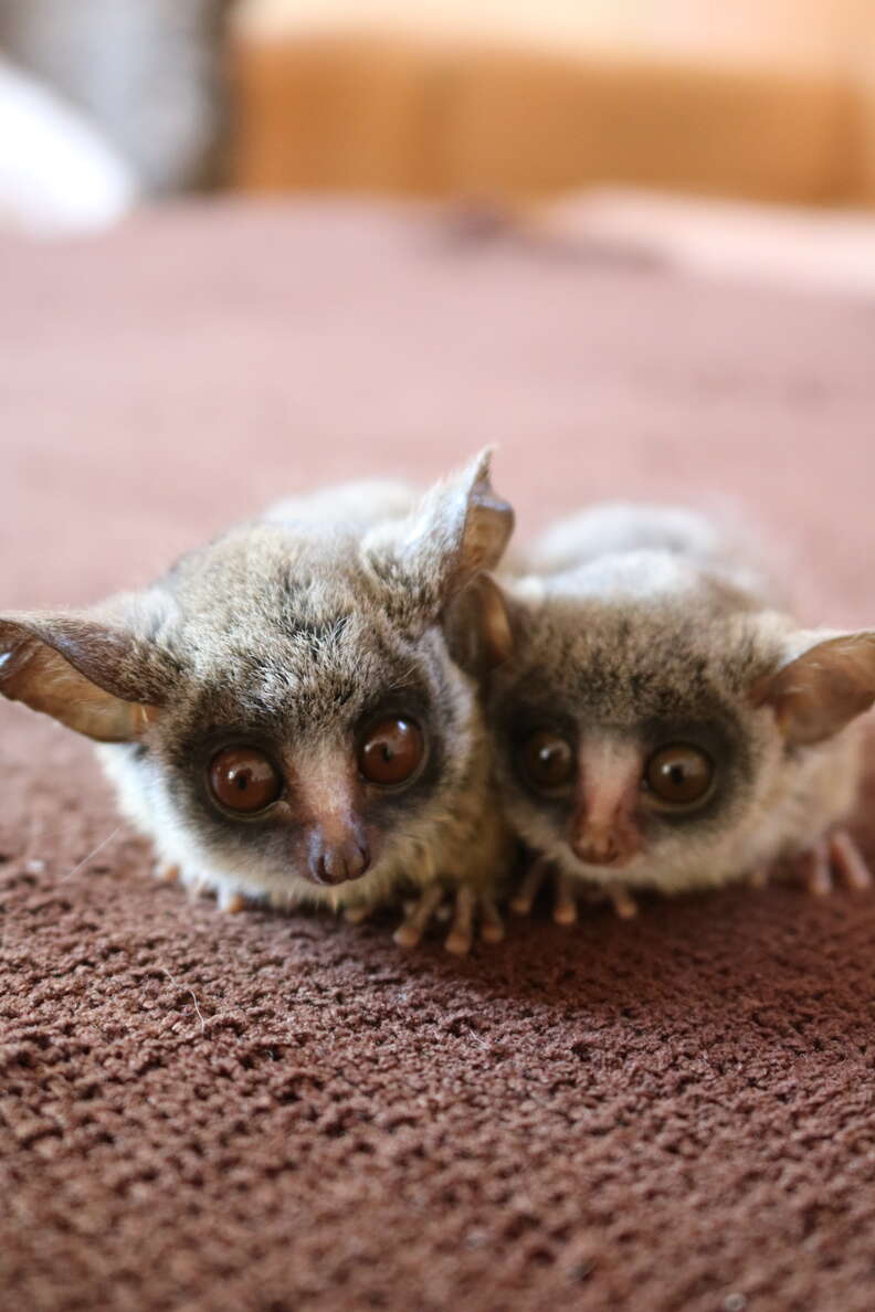 Two young bushbabies snuggled up each other