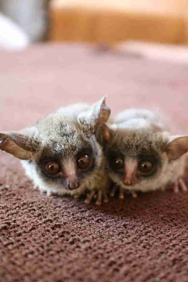 bushbaby-brothers-won-t-stop-snuggling-after-losing-their-mom-the-dodo