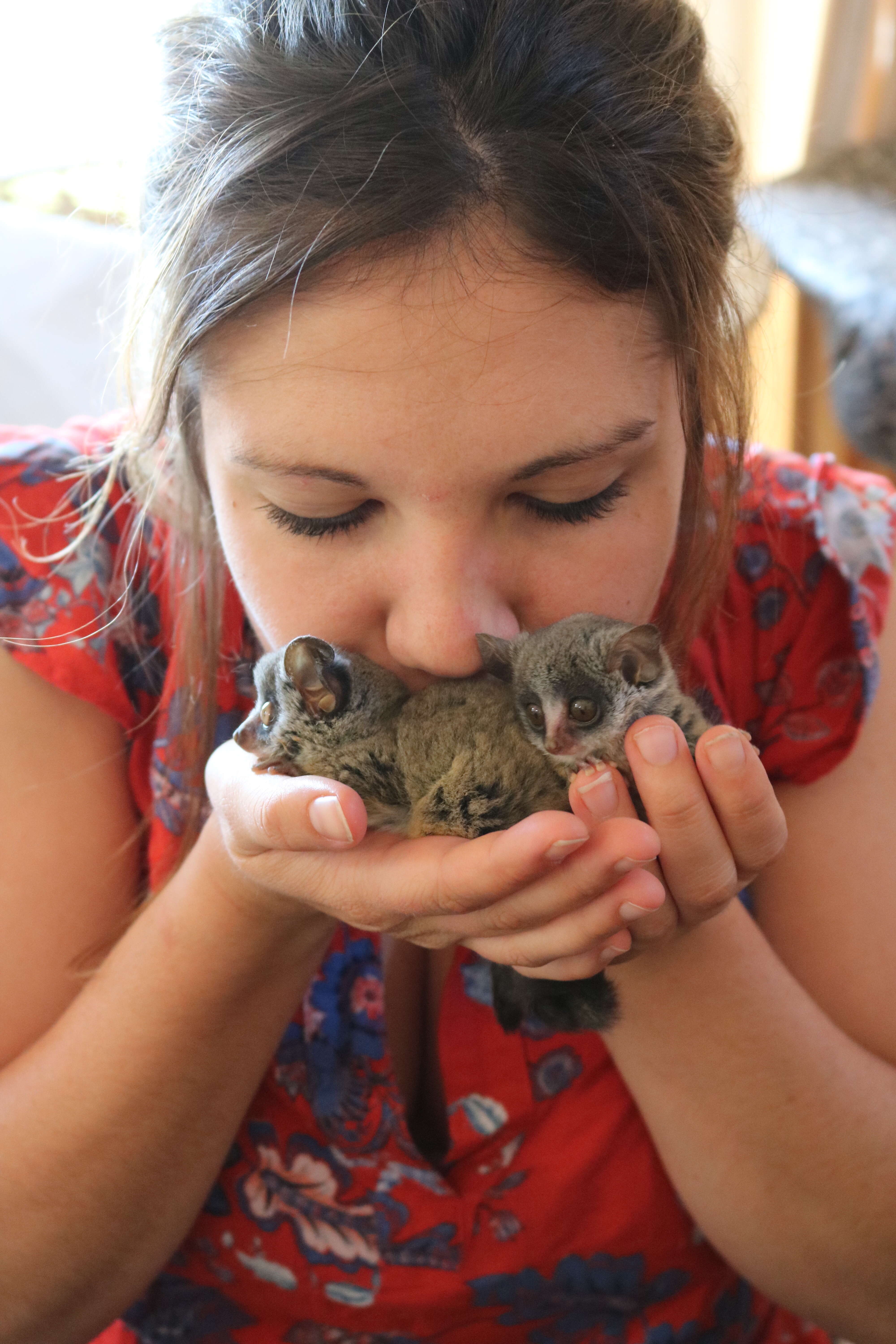 Woman kissing bushbabies in her hands