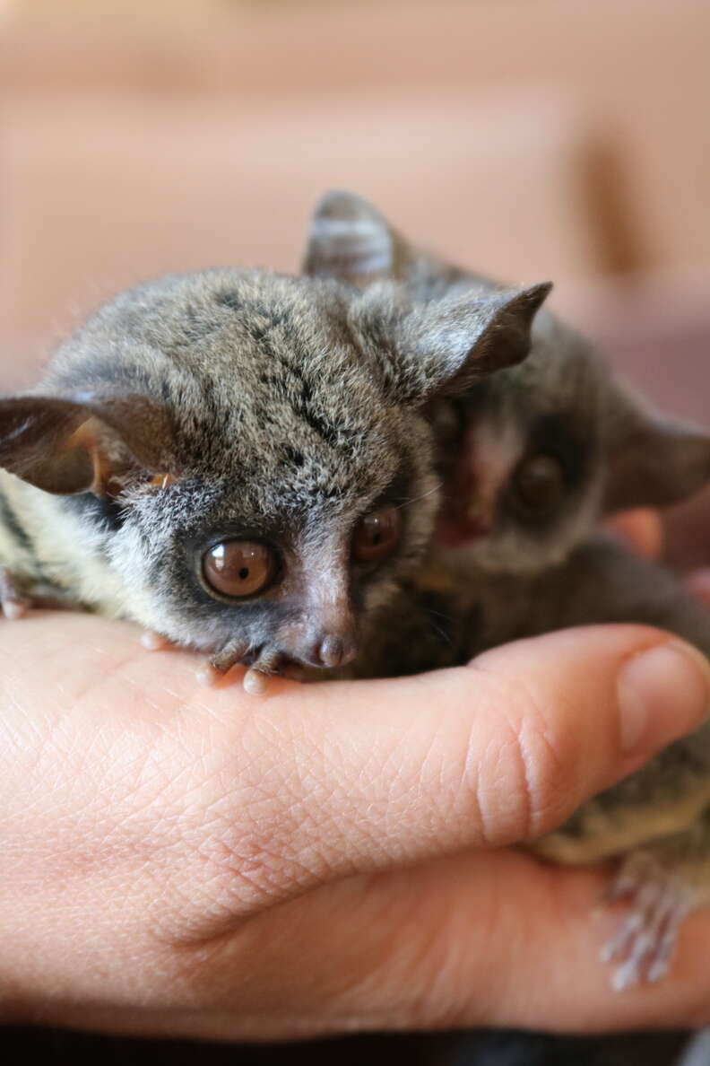 Two young bushbabies snuggling together