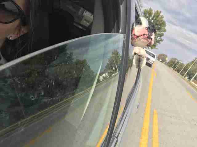 police take dogs on ride alongs