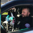 Cops Take Shelter Dogs On Ride-Alongs So They'll Get Adopted
