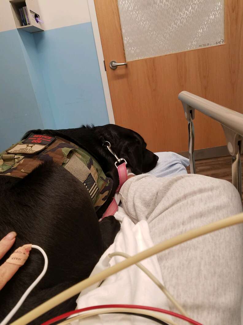 Lizzy the labrador service dog on a hospital bed