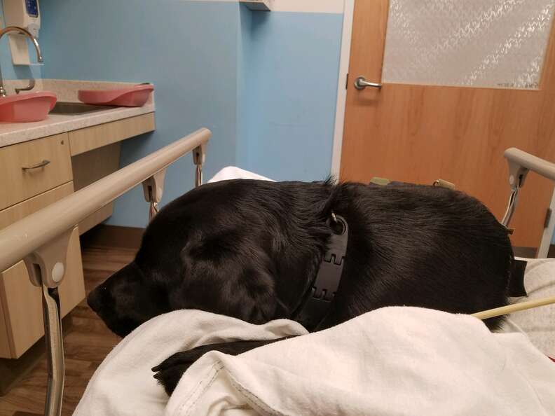 Lizzy the service dog snuggling on a hospital bed