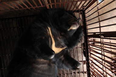 bear bile rescue vietnam