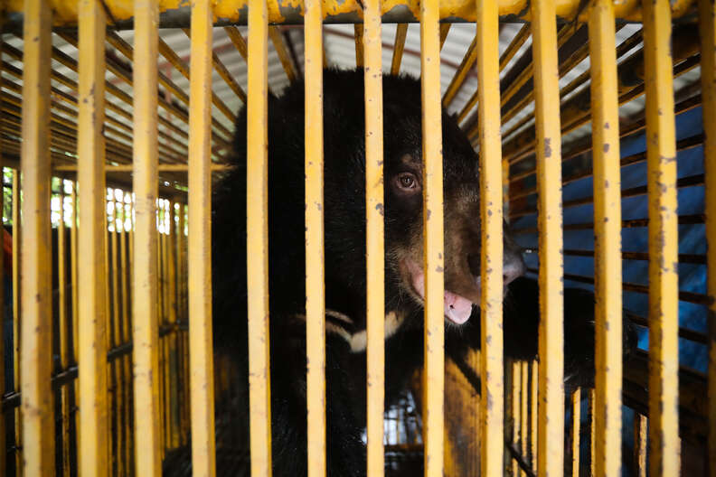 bear rescue vietnam
