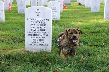 service dog in military cemetery